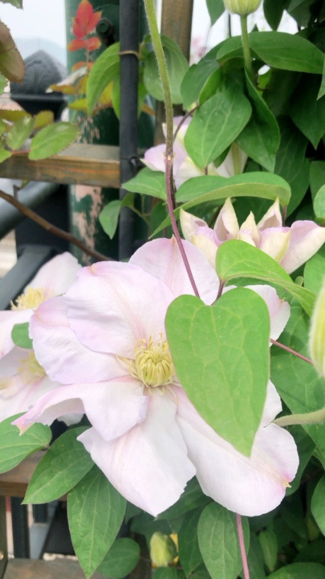 Clematis ‘’Innocent Blush |羞答答‘’