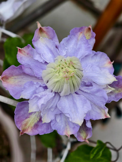 Clematis ‘’Veronica's choice｜维罗妮卡的选择‘’