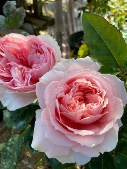 Rose  ’ Flow｜フロウ | 涌流