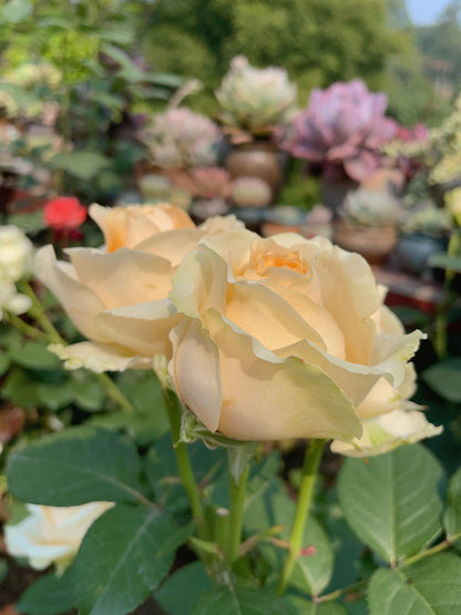 Rosa ‘Peach Avalanche  | 蜜桃雪山 ’ - Award
