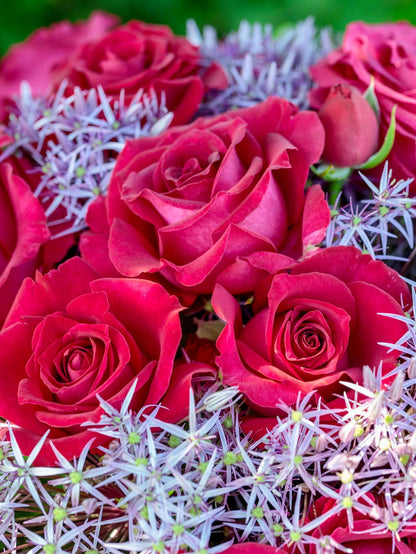 Rose  ’ Belles Rives |  美人丽芙