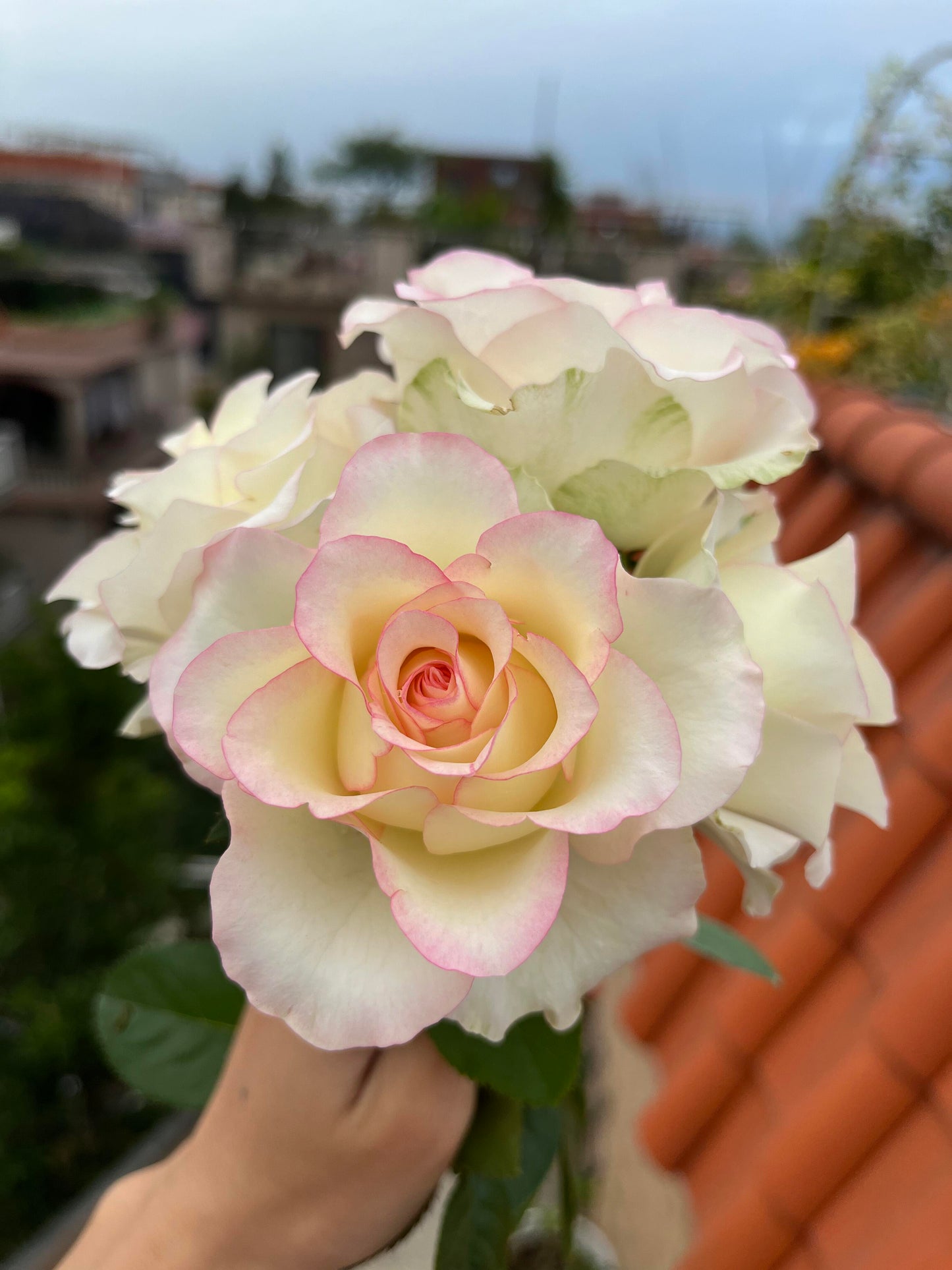 Rose  ’ White Jumilia ｜白艾莎