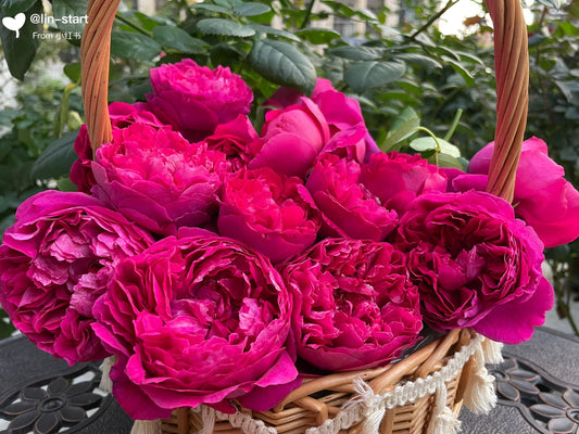 Rose  ‘ Flying Swan ｜Jing Hong｜惊鸿 - New Variety-2021