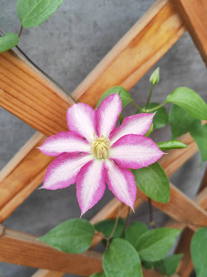 Clematis ''八つ橋｜Yatsuhashi |八桥''