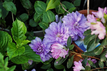 Clematis  ‘’Diamond Bal| 钻石球‘’