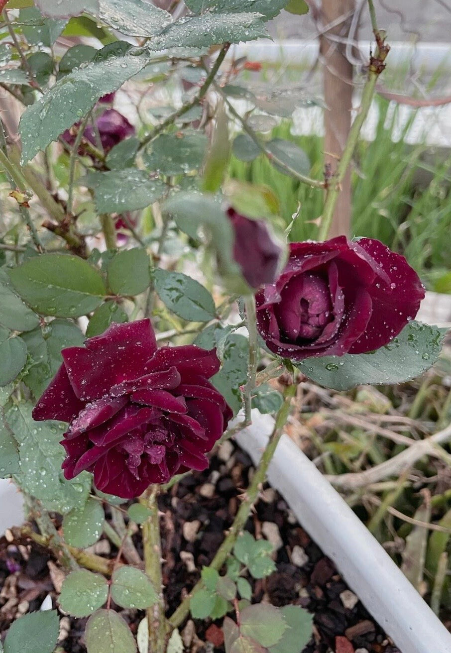 Rose  ‘ Louis XIV｜ルイ14世 ｜路易十四