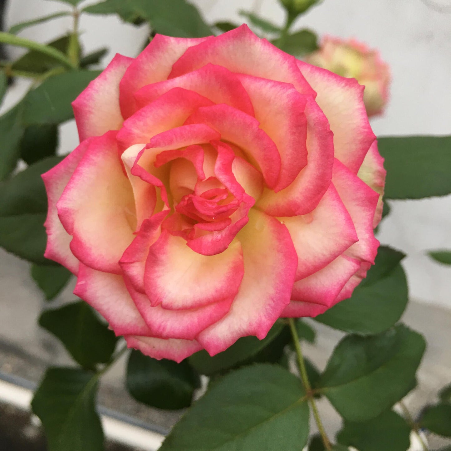 Rose is  ‘ Monroe ｜ 梦露