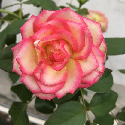 Rose is  ‘ Monroe ｜ 梦露