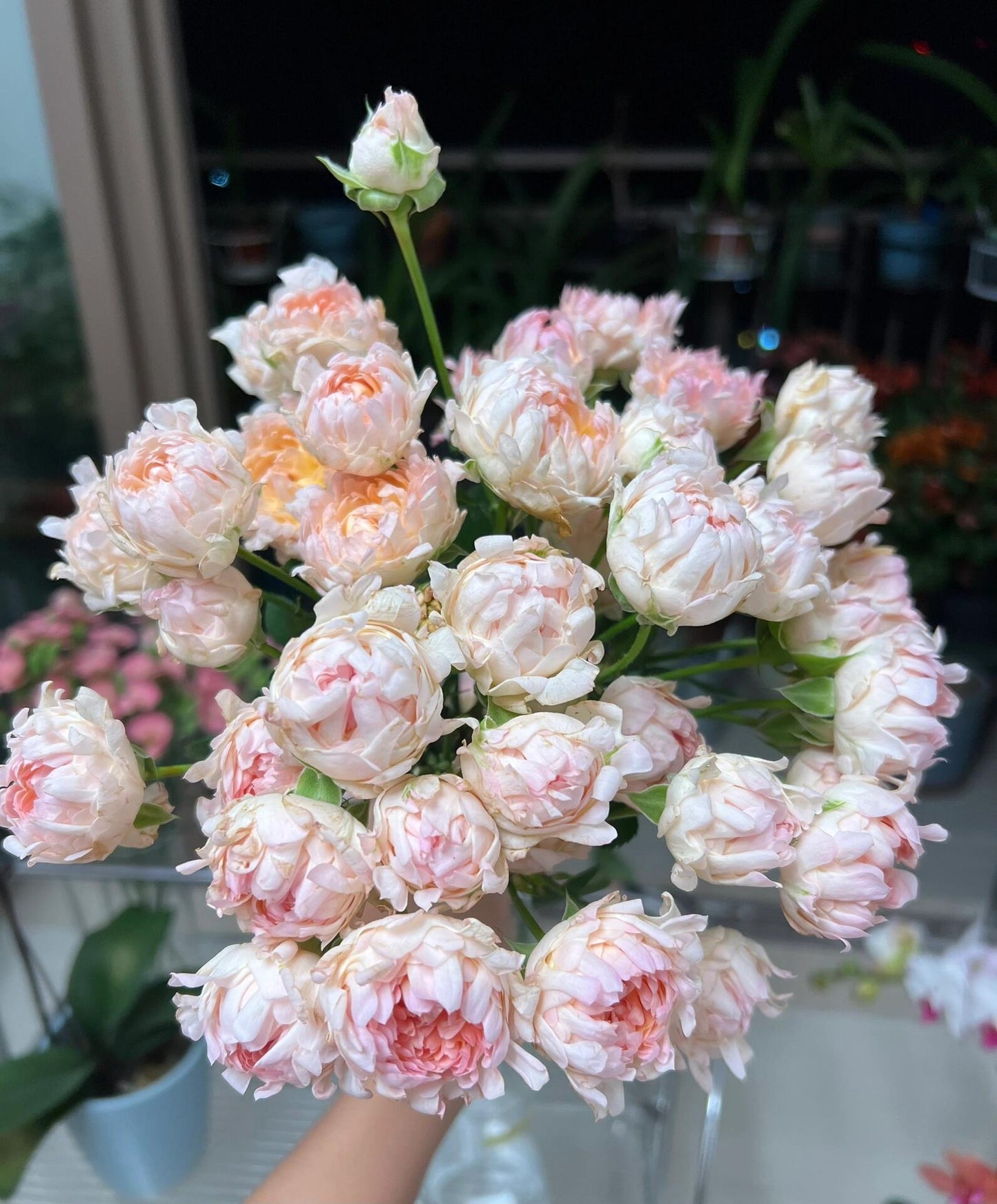 Rare Rose  ‘ Peach Anemone ｜桃子海葵 - New Variety 2023