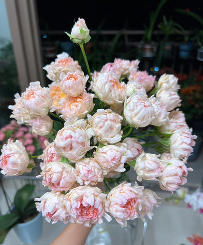 Rare Rose  ‘ Peach Anemone ｜桃子海葵 - New Variety 2023