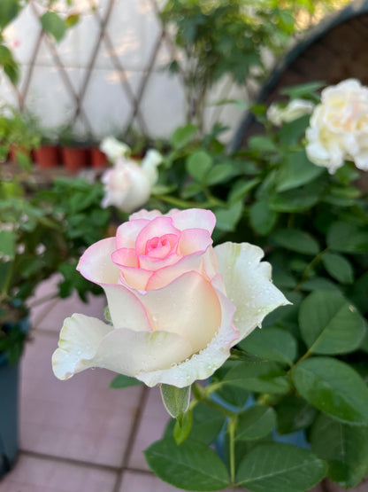 Rose  ’ White Jumilia ｜白艾莎