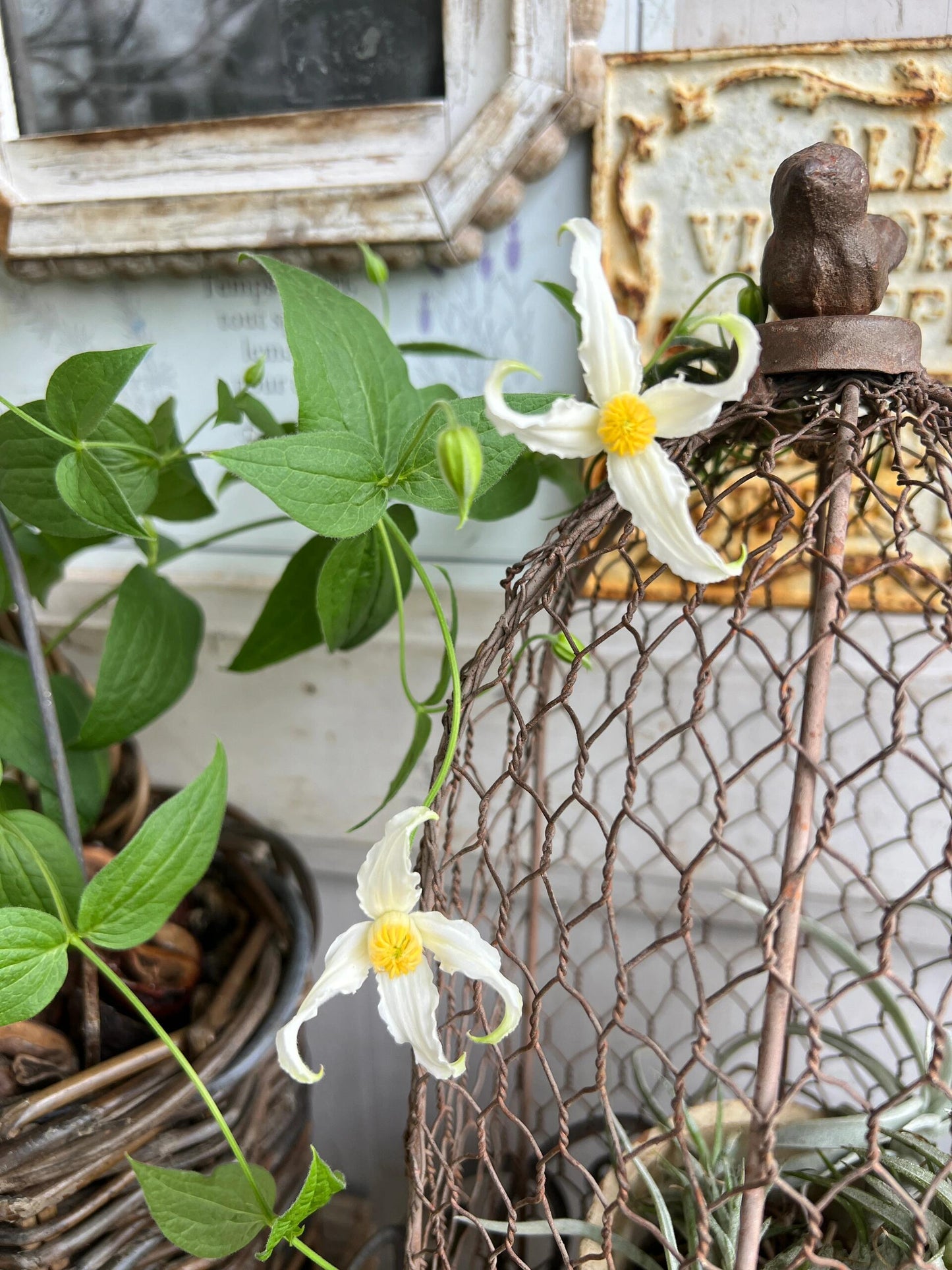Jasmine Clematis ''Hakuree | ハクレイ| 白麗| 哈库里''