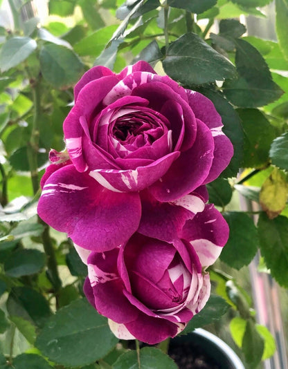 Rose  ’ Scented Jewel｜センティッドジュエル ｜芬芳宝石