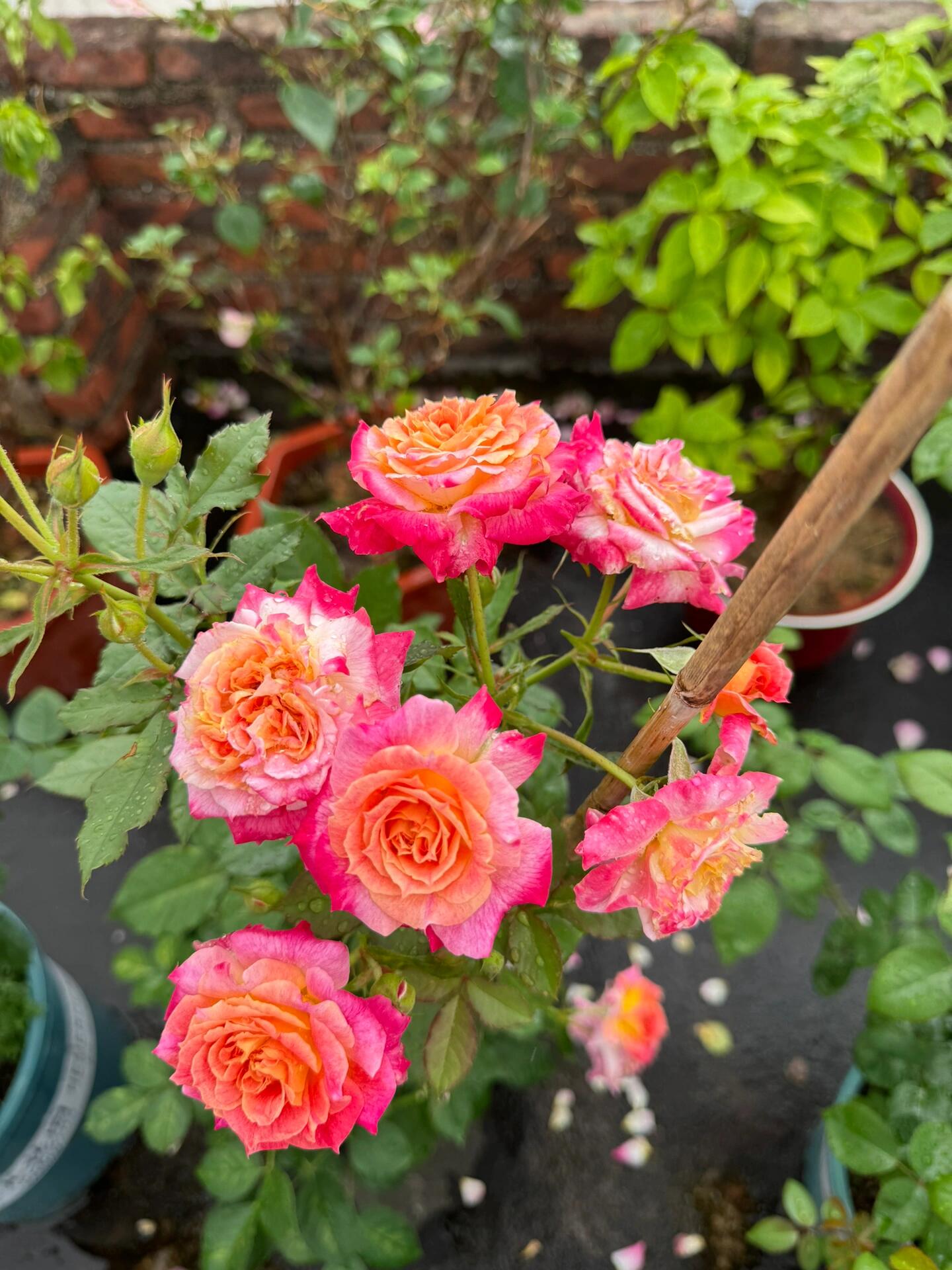 Rare Rose  ‘ Chaleur｜シヤル一ル ｜温暖｜夏洛尔