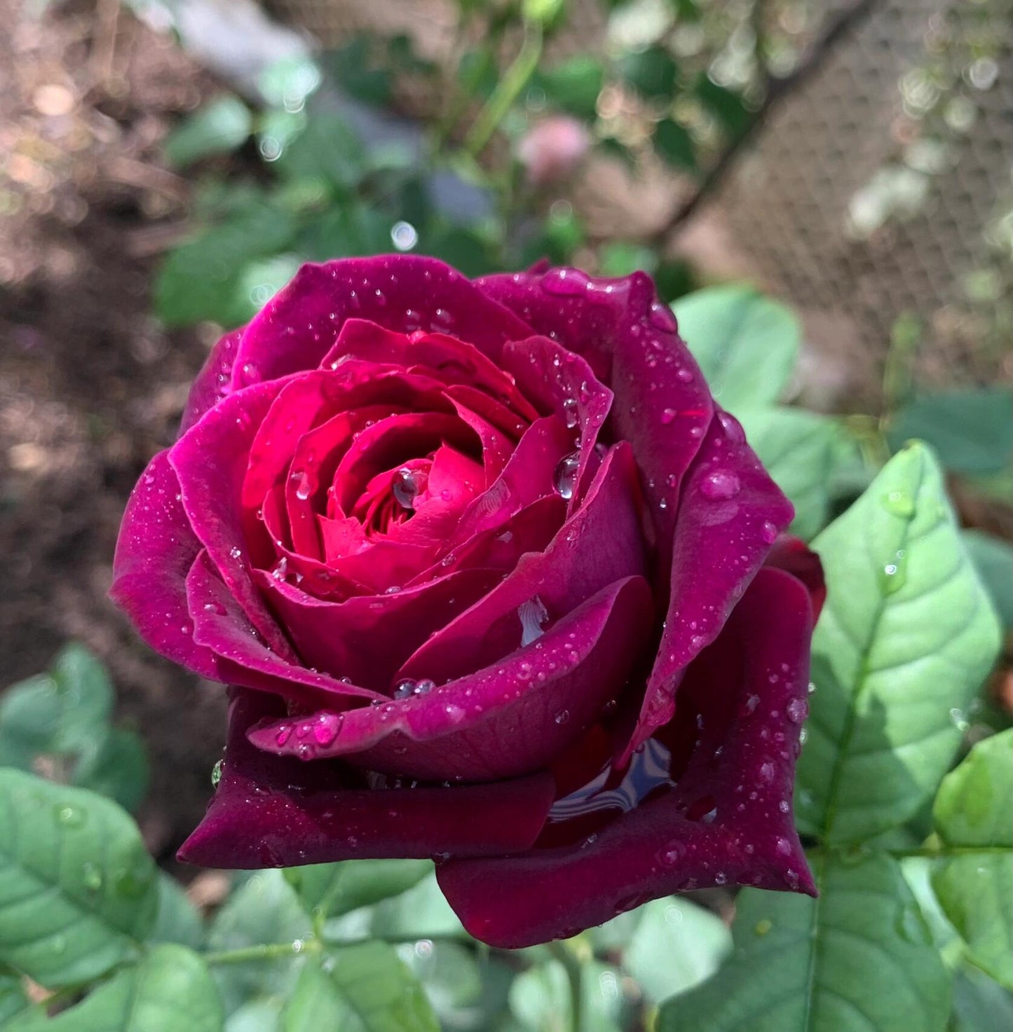 Rose  ‘ Louis XIV｜ルイ14世 ｜路易十四