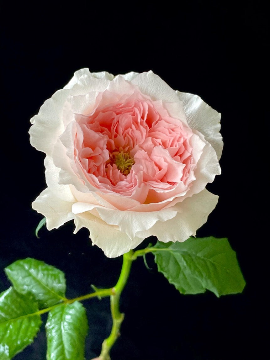 Rose  ’ Flow｜フロウ | 涌流
