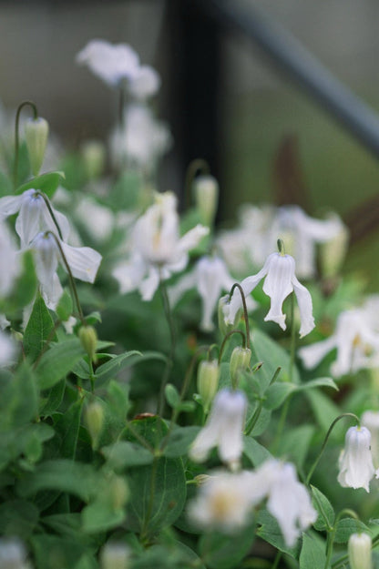 Clematis ''Twinkle| 闪烁''