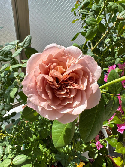 Rose ‘ Caffe Latte  ｜拿铁咖啡‘