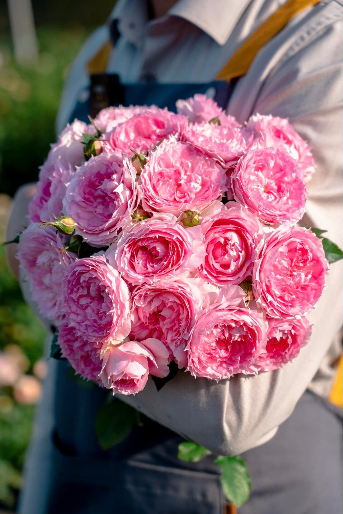 Rose ’ Misty Moon｜Rong Rong Yue ｜溶溶月 -  New Variety 2022