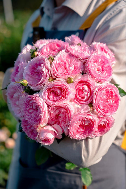 Rose ’ Misty Moon｜Rong Rong Yue ｜溶溶月 -  New Variety 2022