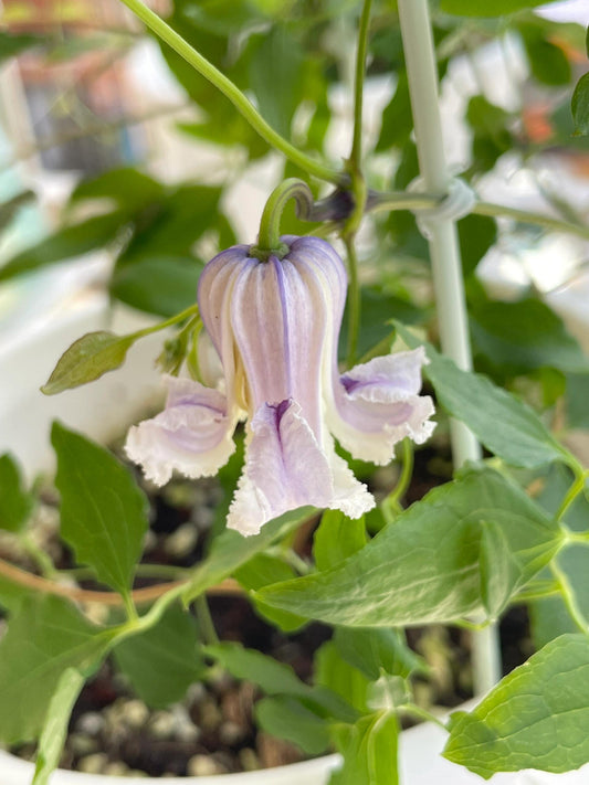 Pink Octopus Clematis ‘’Last Whisper｜最後の囁き| 最后的轻语| タコクレマチス‘’ - US Exclusive