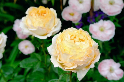 Yves Rose 'Gold Yves Piaget | 伊芙金伯爵'
