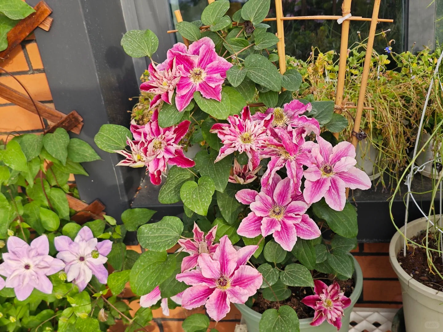 Clematis ' My Darling  | 我的爱人 亲爱的