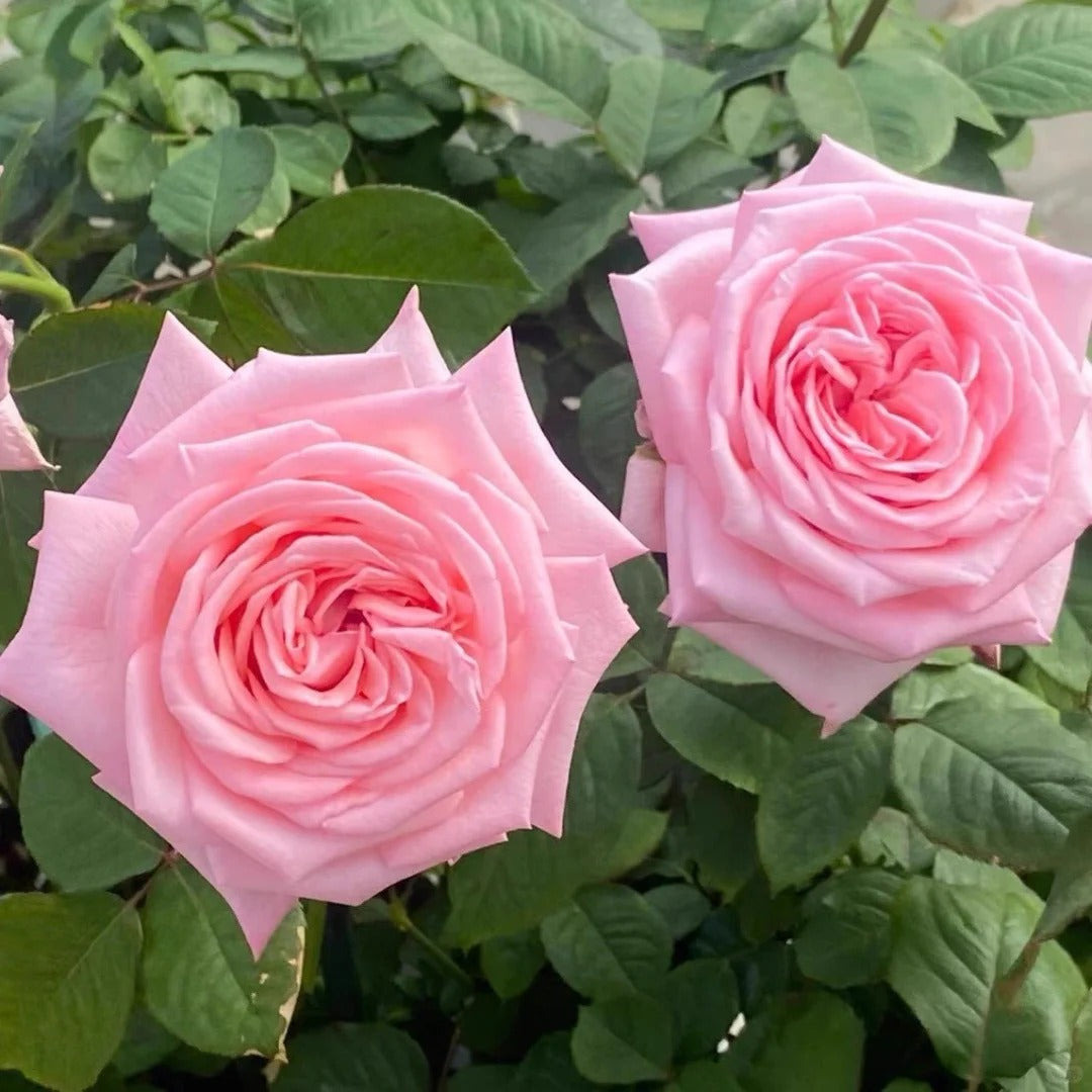 Rose  ‘ Pink O'Hara ’  粉荔枝