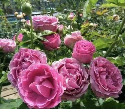 Rose 'Misty Bubbles | 紫雾泡泡'