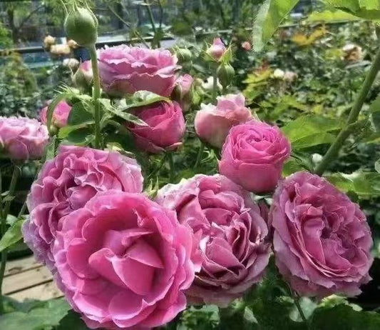 Rose 'Misty Bubbles | 紫雾泡泡'