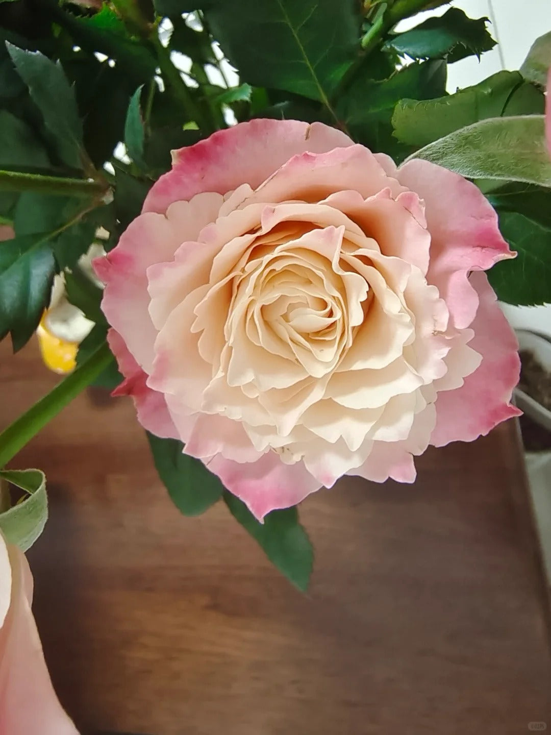 Rose  ‘ Dorothy Perkins ’桃乐丝