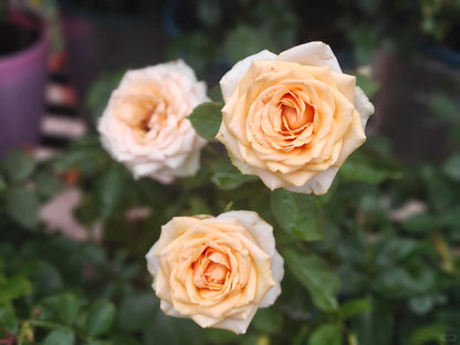 Rose  ‘ Divina ’ 迪威娜