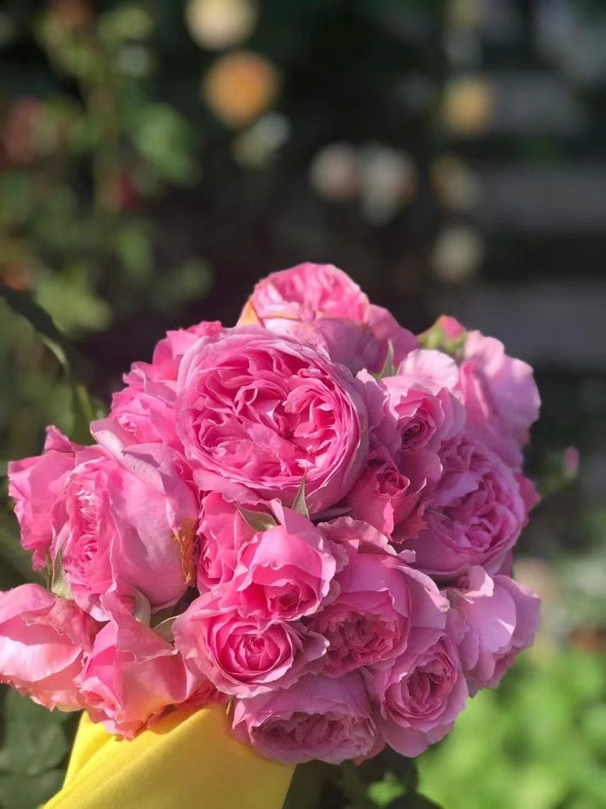 Rare Rose 'WanShan  | 纨扇| New varietie 2020 '
