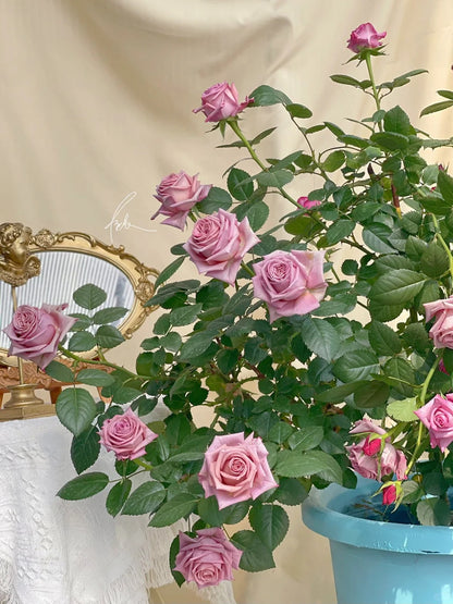 Rose  ‘Barista ’ 调香师 咖啡师 - New Variety Coffee Rosa