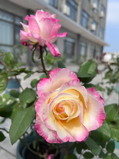 Rose ‘Nishang’ 霓裳
