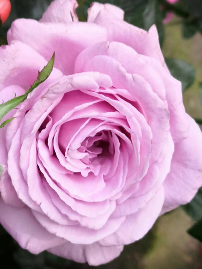 Rose 'Luxury Nove | ラグジュノーブ| 天然香水'