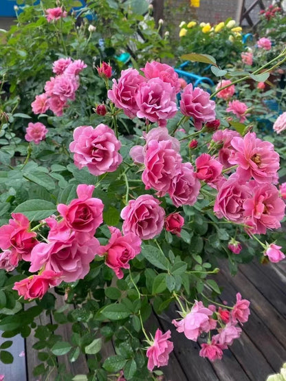 Rose ‘Aoi |あおい|葵 ’