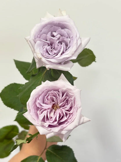 Rose  ‘ Purple O'Hara ’  紫荔枝