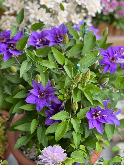 Clematis ‘’Parisienne |巴黎风情‘’