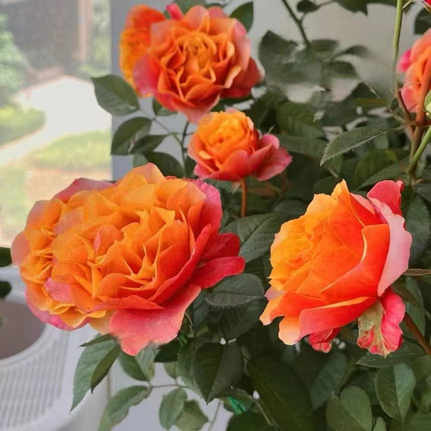 Rose  'El Paso ｜艾帕索 '  - Award winning