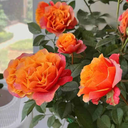 Rose  'El Paso ｜艾帕索 '  - Award winning