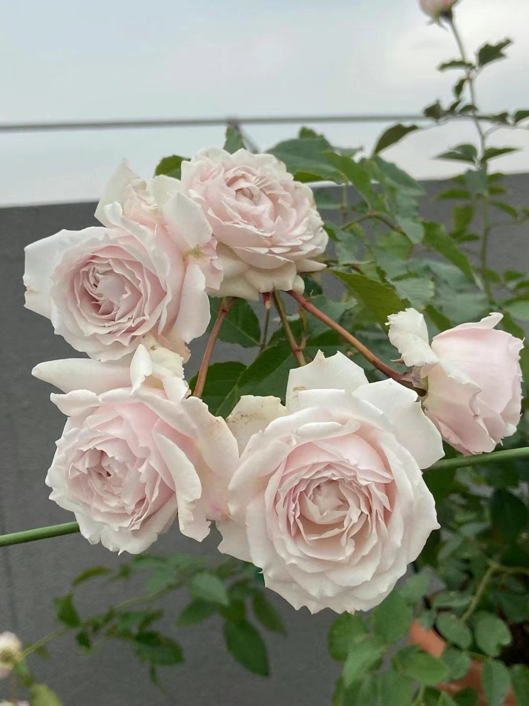 Rose 'Creed｜クリード ｜信念 ' - New Variety- 2020 | Award-winning