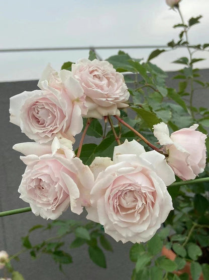 Rose 'Creed｜クリード ｜信念 ' - New Variety- 2020 | Award-winning