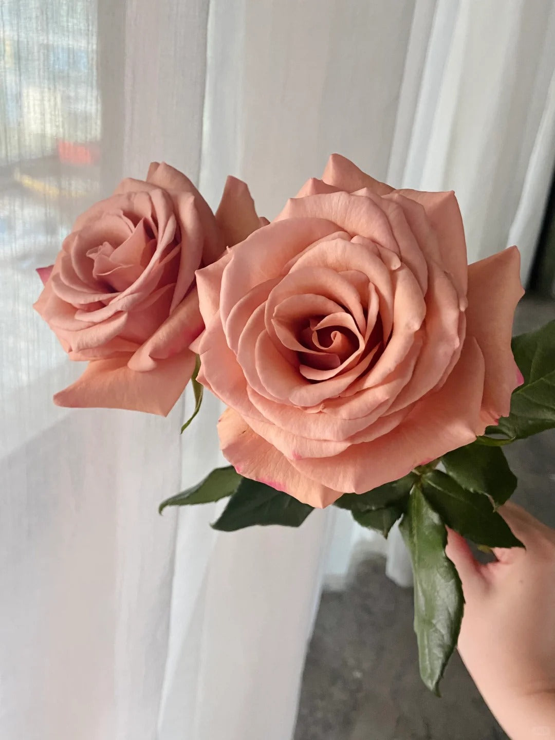 Rose  ‘ RP Moab ’ 莫泊