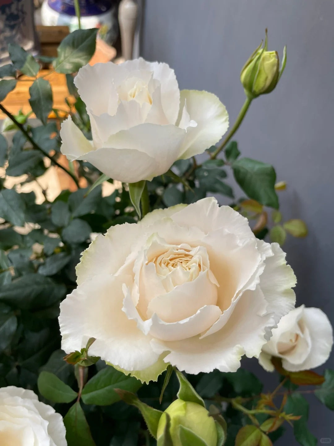 Rose   '  Blanche Neige  ' 伊芙 白雪公主