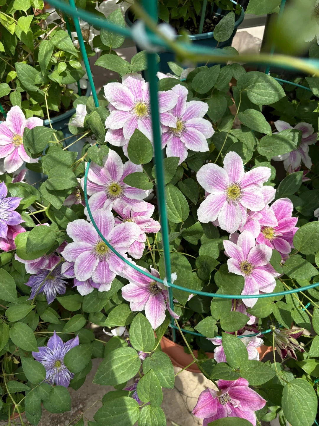 Clematis ' My Darling  | 我的爱人 亲爱的