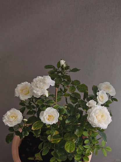 Rose ‘  lce Cream Balcony | 冰淇淋阳台 ’