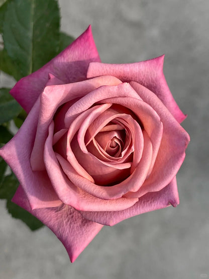 Rose  ‘Barista ’ 调香师 咖啡师 - New Variety Coffee Rosa