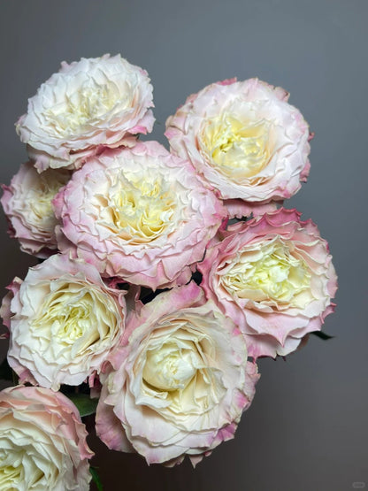 Rose  ‘ Dorothy Perkins ’桃乐丝