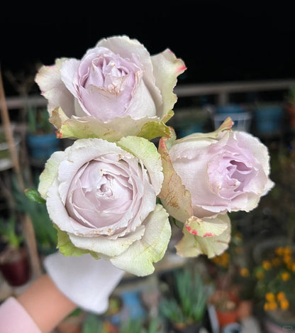 Rose  ‘  Yukinoniwa  ’ 雪之庭